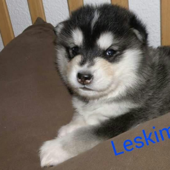 Image pour l'annonce Chiots Malamute de l'Alaska nés le 3 janvier