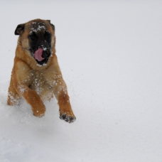 Image pour l'annonce Chiots Berger Belge Malinois