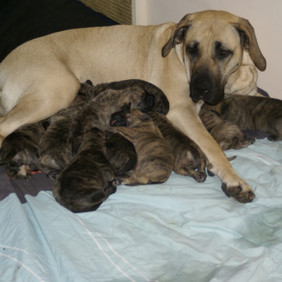 Image pour l'annonce Vends chiots dogo canario lof