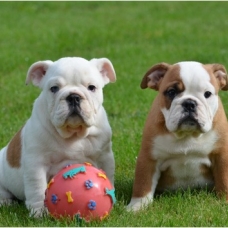 Image pour l'annonce Excellentes chiots Bulldog Inglés prêts pour l'adoption.