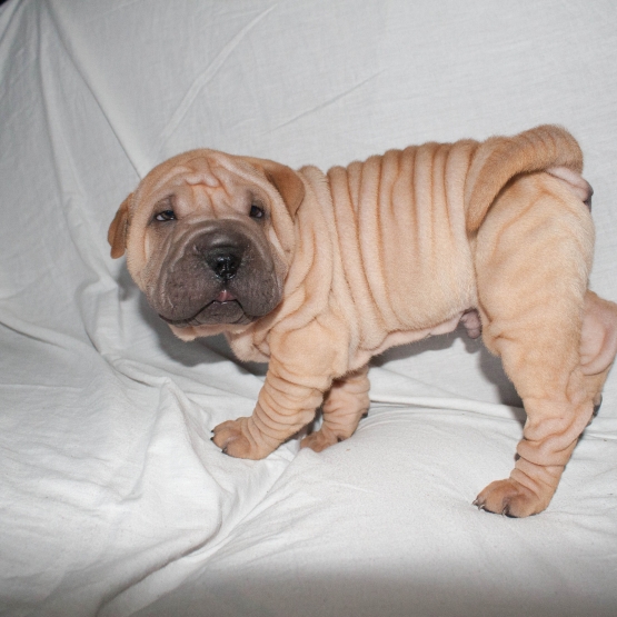 Image pour l'annonce 2 chiots type shar pei males