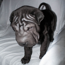 Image pour l'annonce 2 chiots type shar pei males