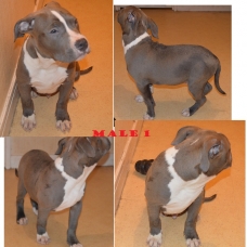 Image pour l'annonce AMERICAN BULLY 2MALES 2FEMELLES