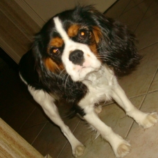 Image pour l'annonce Recherche femelle Cavalier King Charles pour Saillie