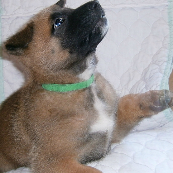 Image pour l'annonce chiots d'apparence malinois