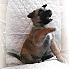 Image pour l'annonce chiots d'apparence malinois