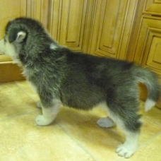 Image pour l'annonce Chiots husky sibérien, 2 mâles et 2 femelles excellentes lignées