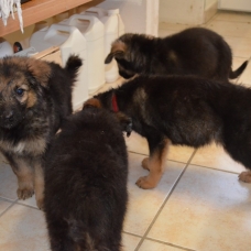 Image pour l'annonce 5 chiots croisés Berger Allemand / Malinois