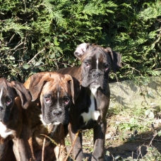 Image pour l'annonce VENDS CHIOTS BOXERS LOF