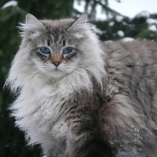 Image pour l'annonce A réserver Chatons Sibériens - Neva Masquerade à naître fin Mars