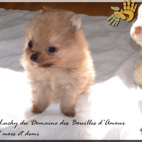 Image pour l'annonce Spitz nain Pomeranian LOF