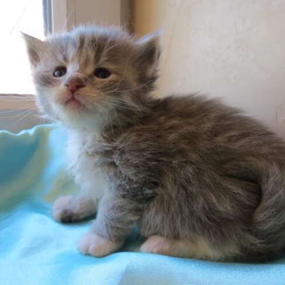 Image pour l'annonce Chaton Maine Coon blue blotched tabby loof