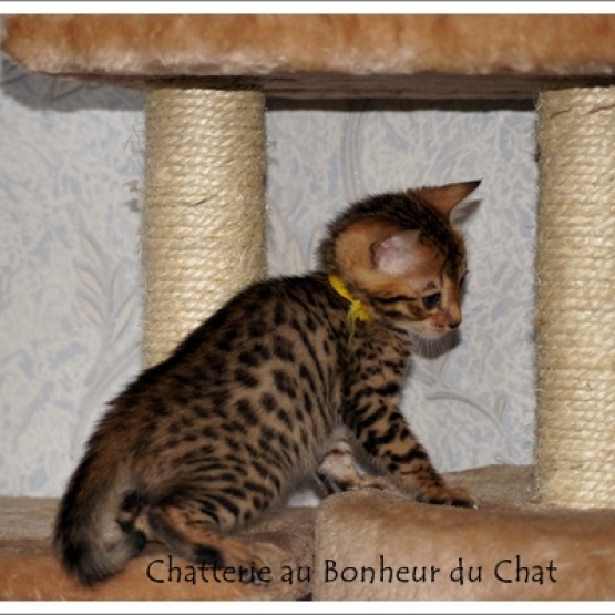 Image pour l'annonce Magnifique chaton Bengal LOOF