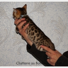 Image pour l'annonce Magnifique chaton Bengal LOOF