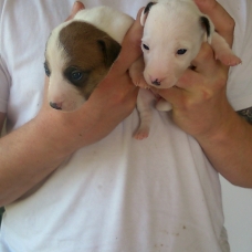 Image pour l'annonce chiots jack russel