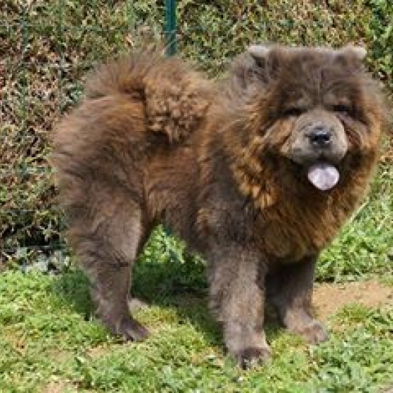 Image pour l'annonce bébés chow chow a réservé