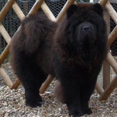 Image pour l'annonce bébés chow chow a réservé