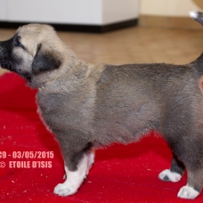 Image pour l'annonce A réserver chiots Bergers d'Anatolie / Kangals