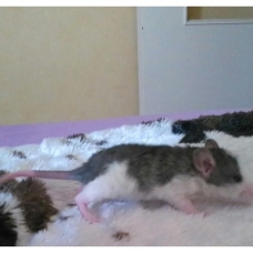 Image pour l'annonce Bébés rats de toute beauté