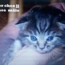 Image pour l'annonce Mignons chatons