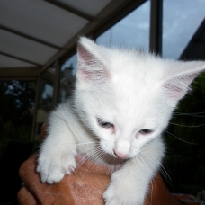 Image pour l'annonce donne chaton blanc