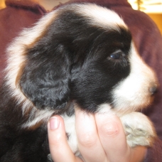 Image pour l'annonce chiots bearded collie