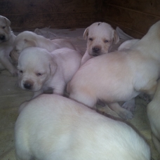 Image pour l'annonce chiot type labrador sable non lof