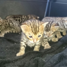 Image pour l'annonce Chatons Bengal LOOF 3 mâles 2 femelles