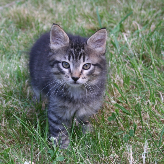 Image pour l'annonce 4 chatons à donner