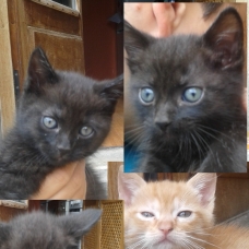 Image pour l'annonce Donne Chaton