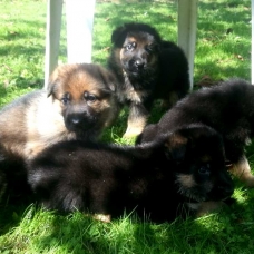 Image pour l'annonce SUPERBES CHIOTS BERGER ALLEMAND LOF