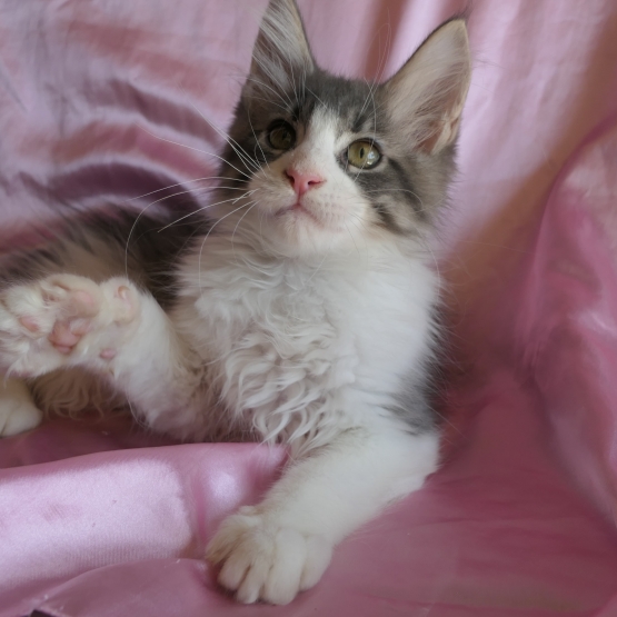 Image pour l'annonce Splendide Chaton maine coon mâle Loof