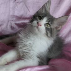 Image pour l'annonce Splendide Chaton maine coon mâle Loof