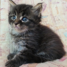 Image pour l'annonce Chatons maine coon brown femelles