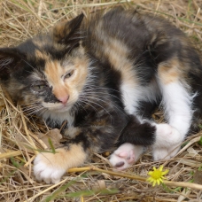 Image pour l'annonce Donne magnifiques chatons femelles