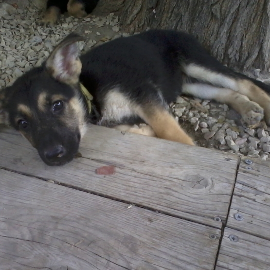 Image pour l'annonce Chiots Berger Allemand