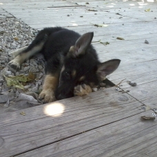 Image pour l'annonce Chiots Berger Allemand