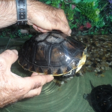 Image pour l'annonce vend 2 tortues d'eau + terrarium