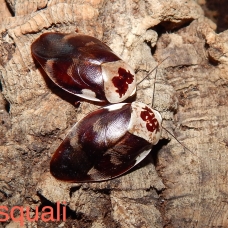 Image pour l'annonce Blattes réduves insectes