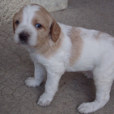 Image pour l'annonce chiots épagneul breton orange et blanc