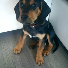 Image pour l'annonce Vend Chiot Beagle / Teckel