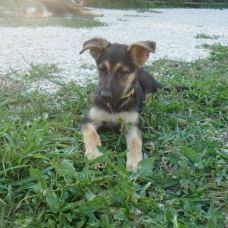 Image pour l'annonce Disponible Chiots Berger Allemand