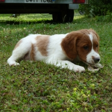 Image pour l'annonce vends Chiots Epagneuls Bretons LOF