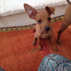 Image pour l'annonce Vends chiot pinscher nain fauve