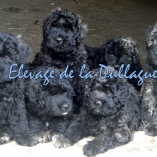 Image pour l'annonce bouvier des flandres élevage