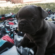 Image pour l'annonce A vendre, adorables chiots Bouledogue français