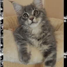 Image pour l'annonce Femelle maine coon loof disponible de suite