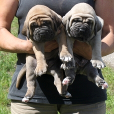 Image pour l'annonce Mâle fila brasileiro à reservér