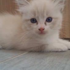 Image pour l'annonce CHATON RAGDOLL LOOF