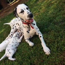 Image pour l'annonce Magnifiques chiots Dalmatiens